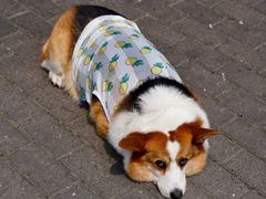 -老四川平头酸菜鱼(衙前店)