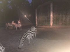 -清迈夜间动物园