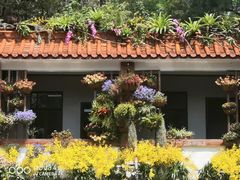 -深圳仙湖植物园