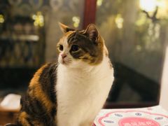-隅cafe(傅厚岗店)