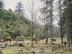 -硗碛藏寨·神木垒景区