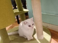 -猫小院猫主题餐厅(三里屯店)