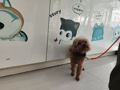 -全心全意连锁动物医院·微创中心·内科急重症·心脏专科(丰管路店)