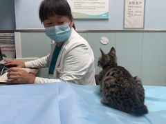 -纳吉亚猫专科动物诊疗中心(蒋宅口分院)