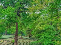 -野蔓果·山野菜(西湖景区·龙井茶田店)