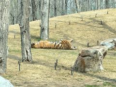 -北京野生动物园