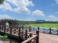 -荷塘月色湿地公园·向阳花洲