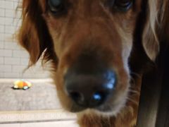 -趣玩宠物乐园寄养训犬训狗游泳池