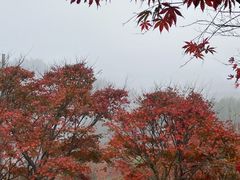 -溪口商量岗景区
