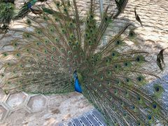 -北京鹿世界主题园