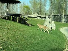 -北京野生动物园