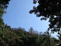 -西双版纳原始森林公园