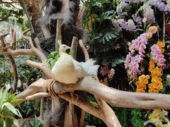 -正佳雨林生态植物园