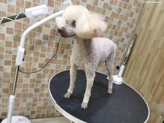 -汪小喵宠物·戴维斯乐芳希施宠馨宝皮毛调理洗护店