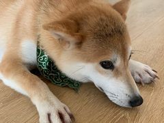 -柴犬小屋·柴餐厅·狗咖食堂(金鼎广场店)