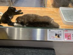 -狗道宠物(常熟印象城店)