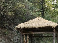 -千年银杏谷文化旅游区
