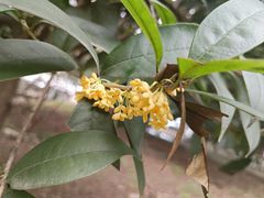 -静雅推拿(科院店)