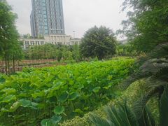 -沐仙湖湿地公园