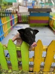 -萌宠亲子动物乐园(槐房万达店)