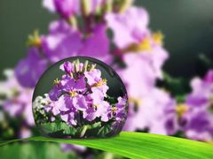 -苏家坨柳林村二月兰花海