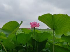 -荷塘月色湿地公园·向阳花洲