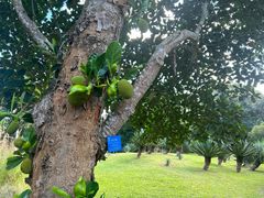 -中国科学院西双版纳热带植物园