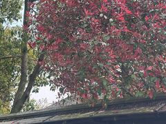 -同里国家湿地公园