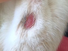 -北京观赏动物医院·24小时大型综合·猫专科·异宠专科