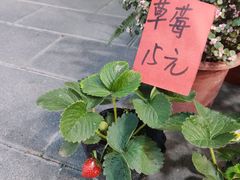 -溪岸路花鸟市场