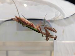 -上海昆虫博物馆