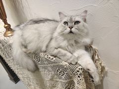 -猫友咖啡店(玉林西路店)
