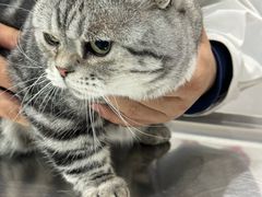 -万博宠物医院·手术·诊疗(未央凤城五路店)