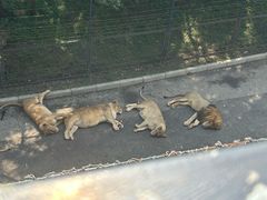 -大连森林动物园