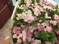 -溪岸路花鸟市场