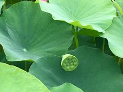 -莲花池公园