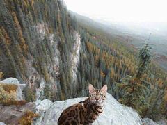 -半天妖烤鱼(方庄店)