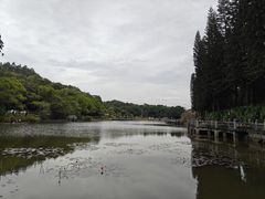 -三水森林公园