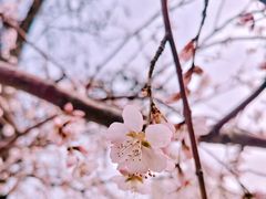-桃花堤公园