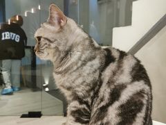-猫儿山۰猫主题餐厅