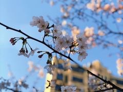 -高东镇樱花园