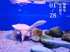 -上海海洋水族馆
