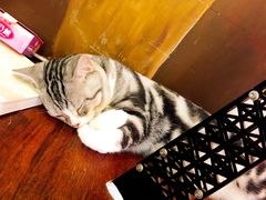 -咖法森林·咖啡  酒吧(天河店)