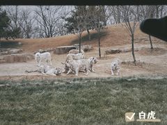 -北京野生动物园