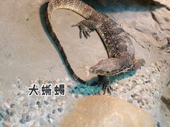 -上海大自然野生昆虫馆(东方明珠·爬宠昆虫探索中心)