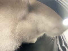 -瑞鹏宠物医院·超声·骨科·奇麟分院(蜀都万达店)