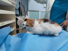 -纳吉亚猫专科动物诊疗中心(蒋宅口分院)