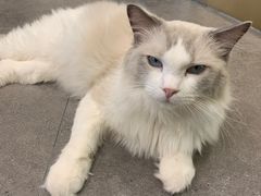 -飞行喵MR PILOT|猫舍·猫咖(静安大融城店)