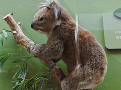 -国家自然博物馆