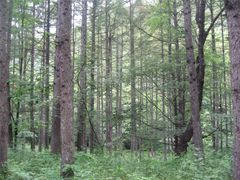 -洛阳白云山景区